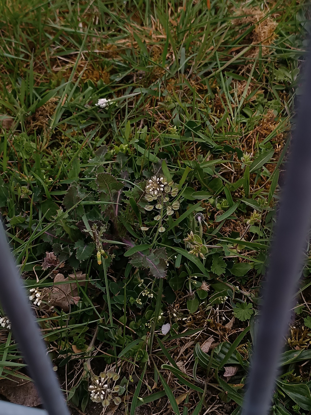 Microthlaspi perfoliatum | Durchwachsenblättriges Kleintäschelkraut Microthlaspi perfoliatum | Durchwachsenblättriges Kleintäschelkraut