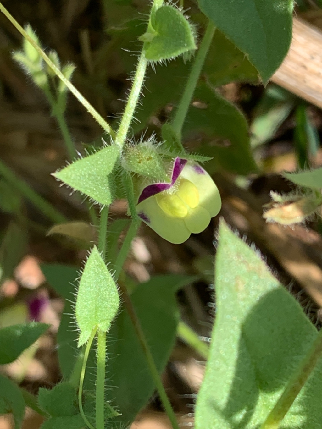 Kickxia elatine subsp. elatine | Spießblättriges Tännelkraut Kickxia elatine subsp. elatine | Spießblättriges Tännelkraut