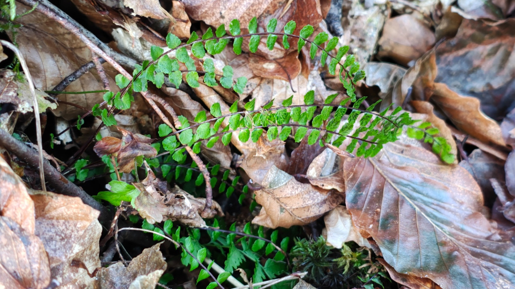 Asplenium trichomanes | Braunstieliger Streifenfarn Asplenium trichomanes | Braunstieliger Streifenfarn
