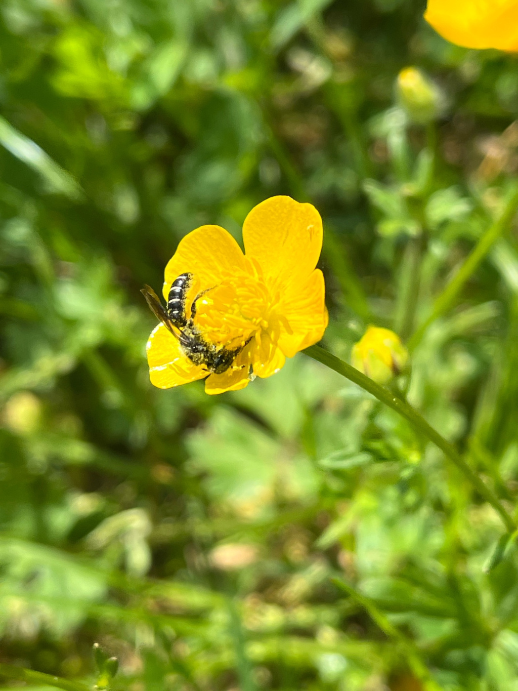 Chelostoma florisomne | Hahnenfuß-Scherenbiene Chelostoma florisomne | Hahnenfuß-Scherenbiene