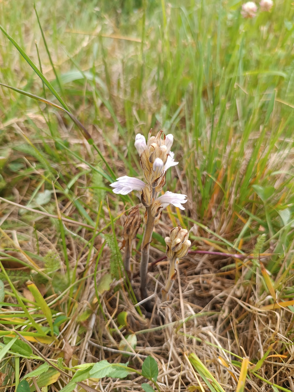 Orobanche purpurea | Violette Sommerwurz Orobanche purpurea | Violette Sommerwurz