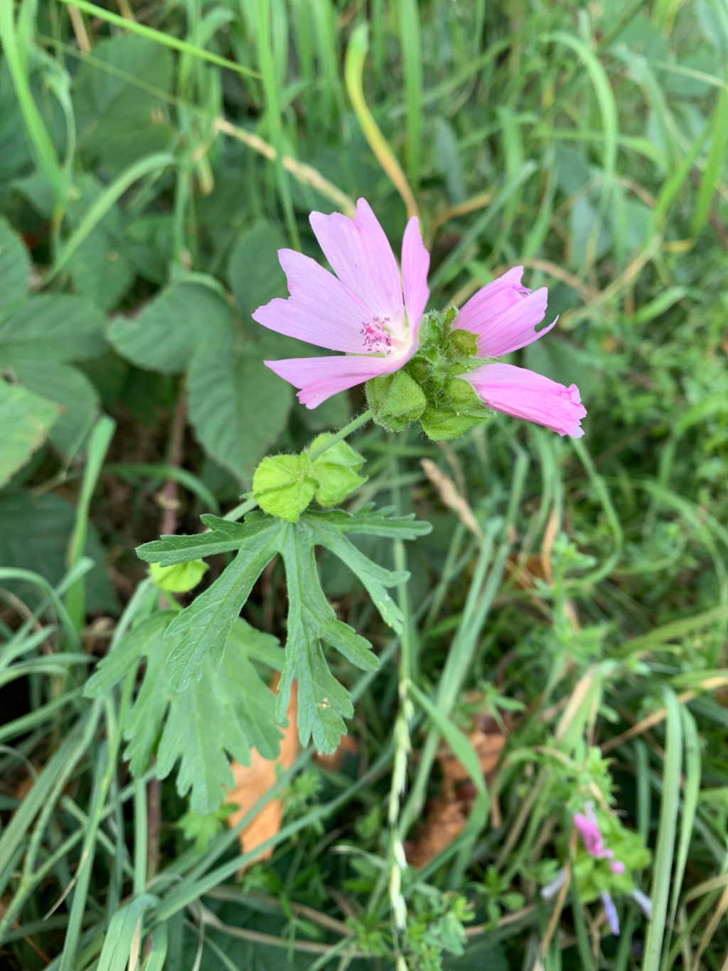 Malva moschata | Moschus-Malve Malva moschata | Moschus-Malve