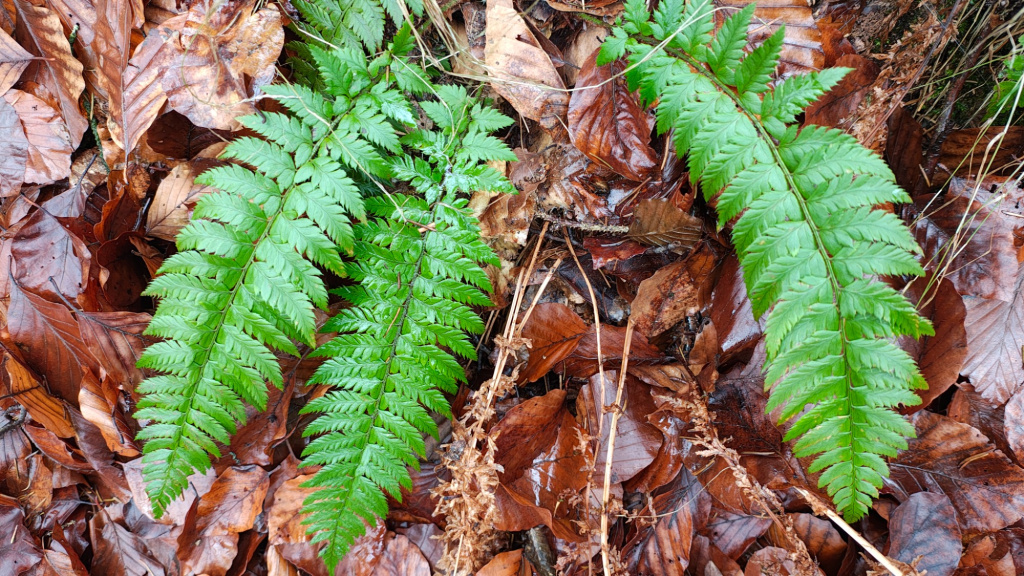 Polystichum aculeatum | Dorniger Schildfarn Polystichum aculeatum | Dorniger Schildfarn