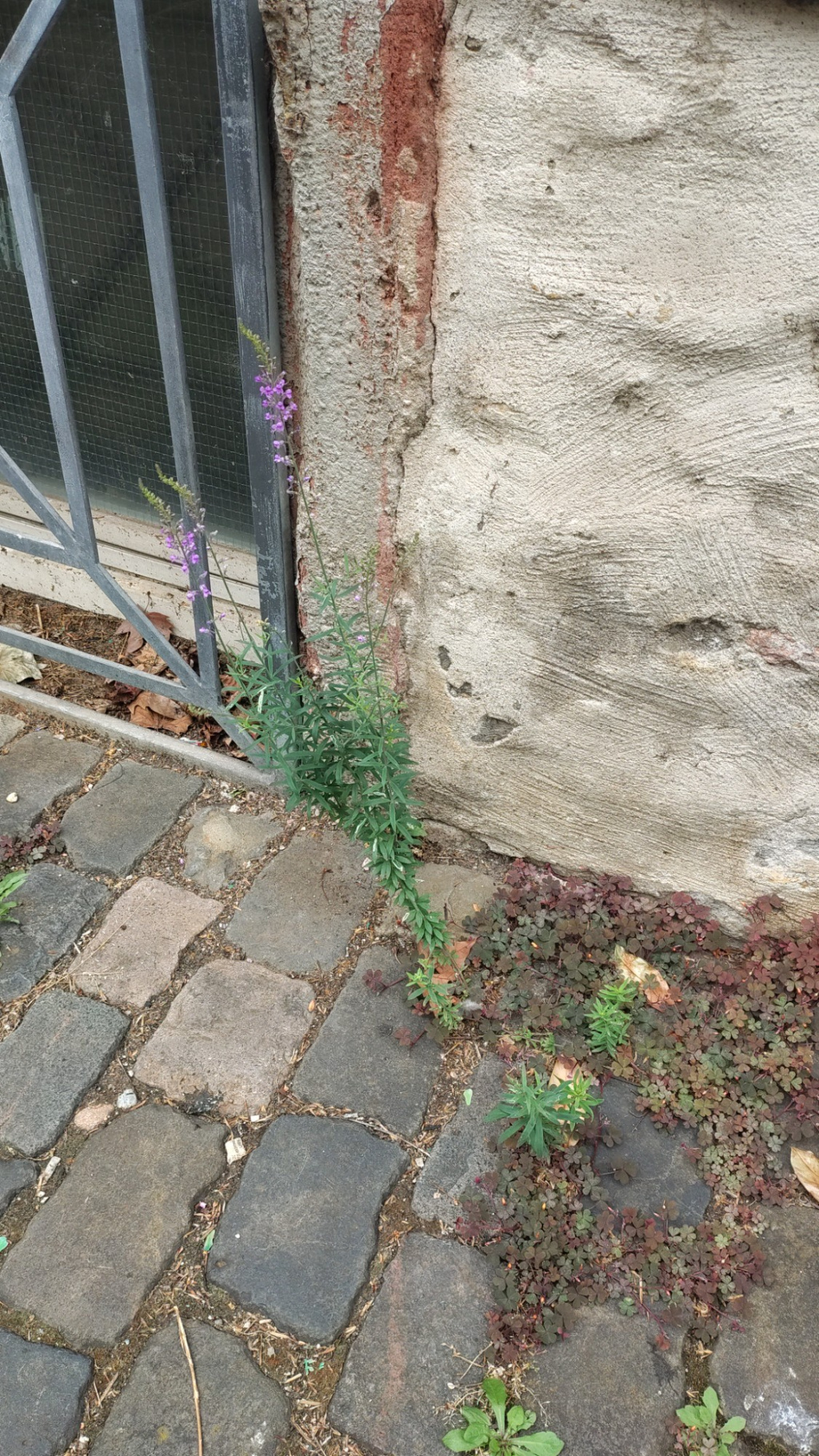 Linaria purpurea Linaria purpurea