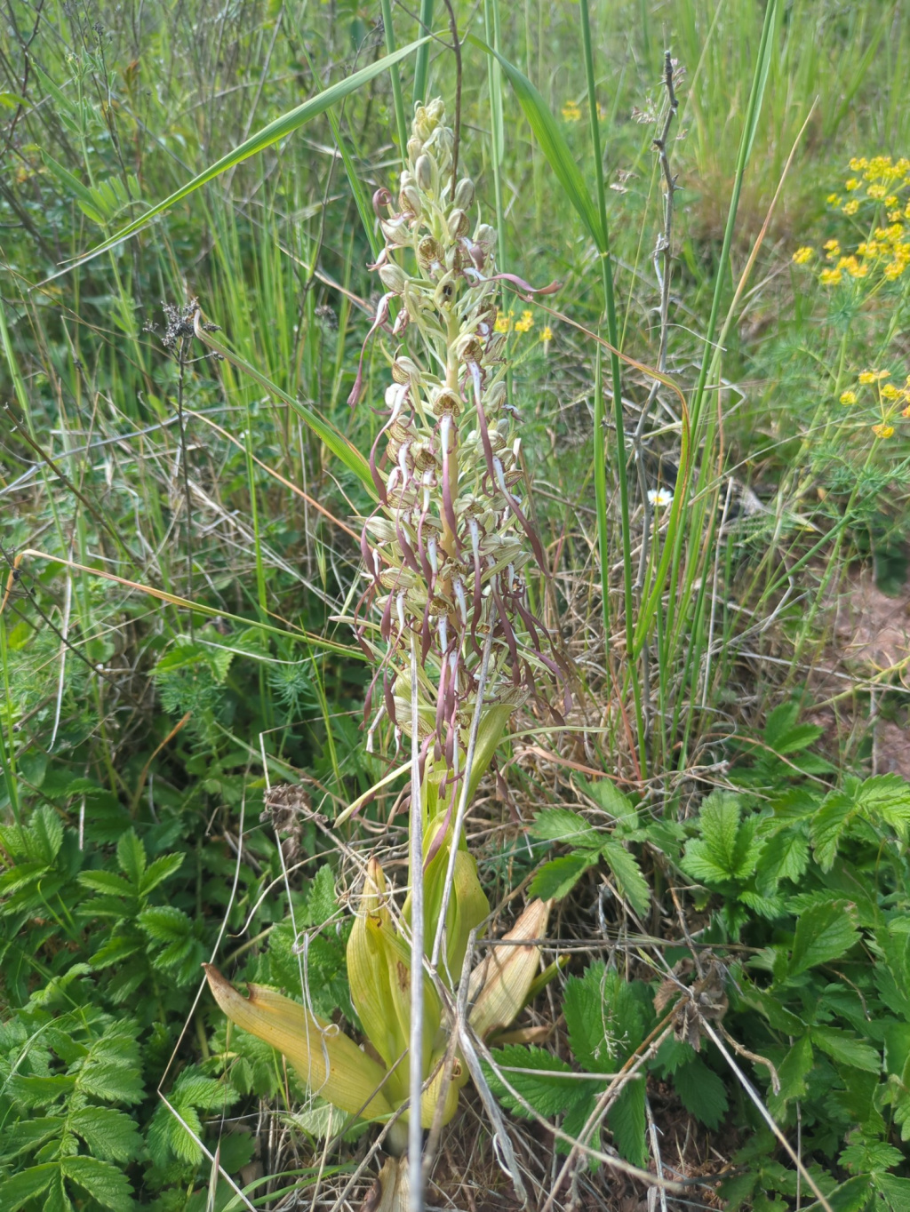 Himantoglossum hircinum | Bocks-Riemenzunge Himantoglossum hircinum | Bocks-Riemenzunge