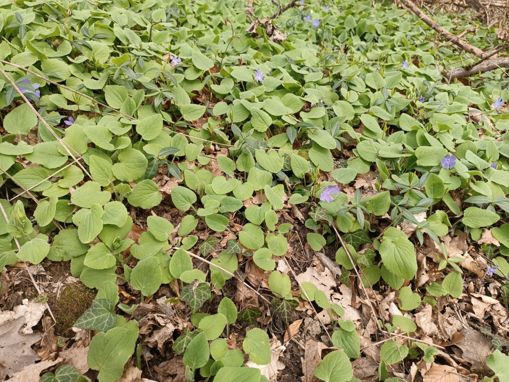 Doronicum pardalianches | Kriechende Gämswurz Doronicum pardalianches | Kriechende Gämswurz