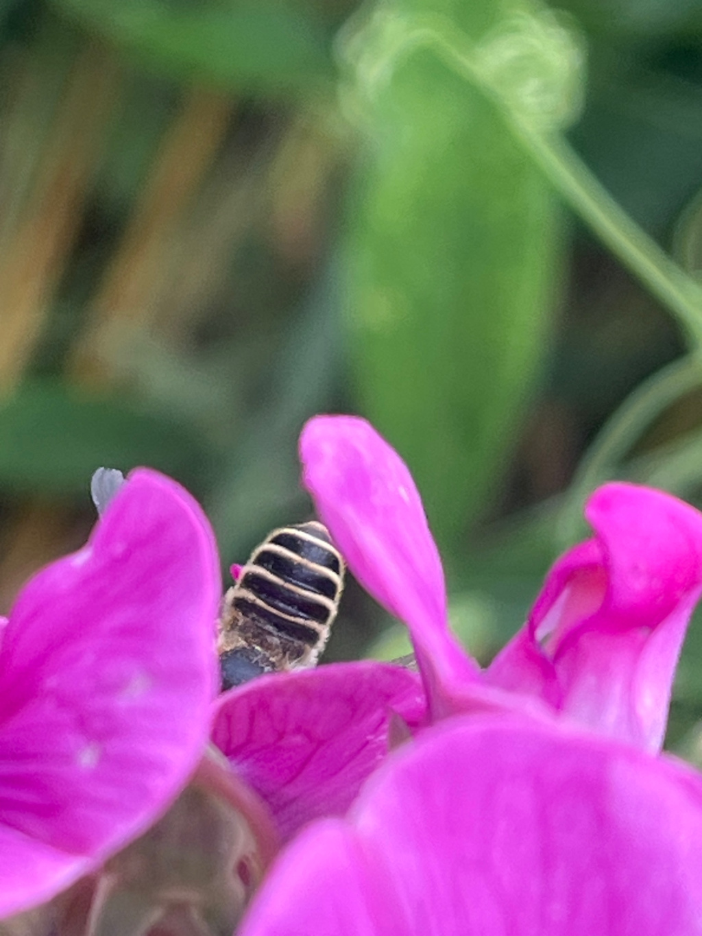 Megachile ericetorum | Platterbsen-Mörtelbiene Megachile ericetorum | Platterbsen-Mörtelbiene