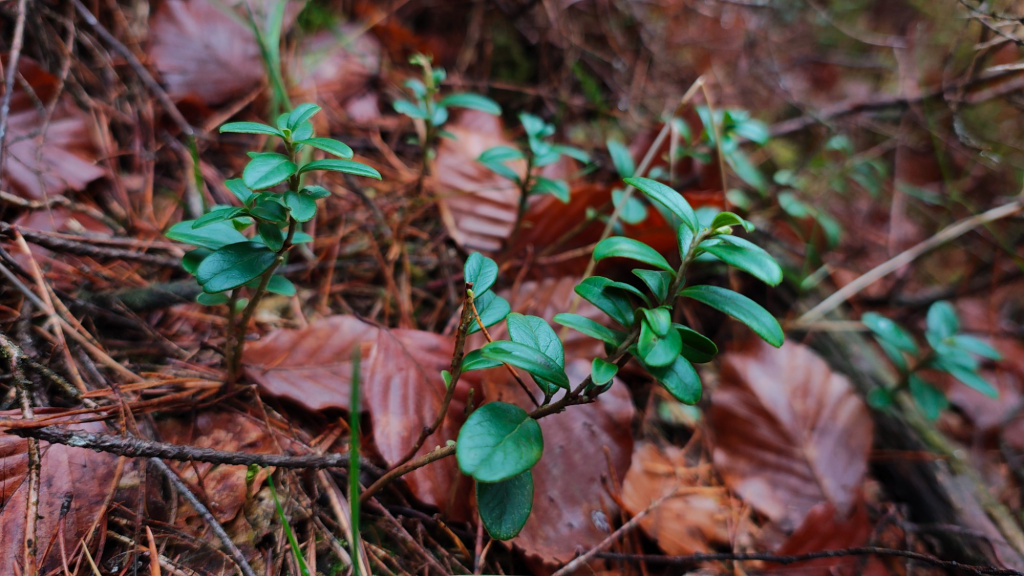 Vaccinium vitis-idaea subsp. vitis-idaea | Preiselbeere Vaccinium vitis-idaea subsp. vitis-idaea | Preiselbeere