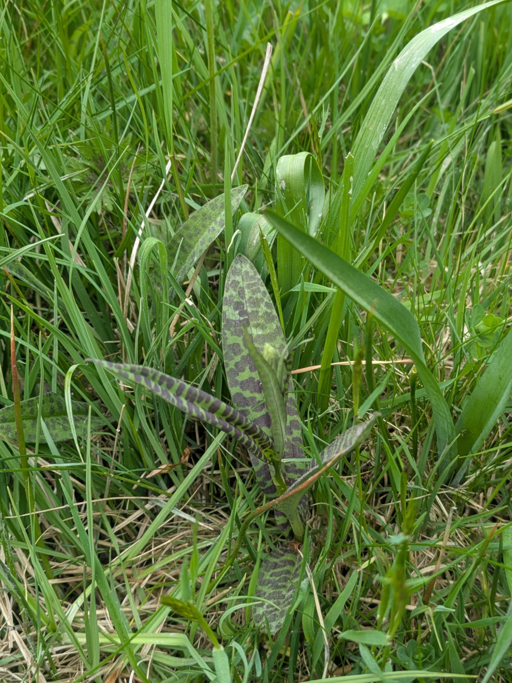 Dactylorhiza maculata agg. | Gefleckte Fingerwurz (Artengruppe) Dactylorhiza maculata agg. | Gefleckte Fingerwurz (Artengruppe)