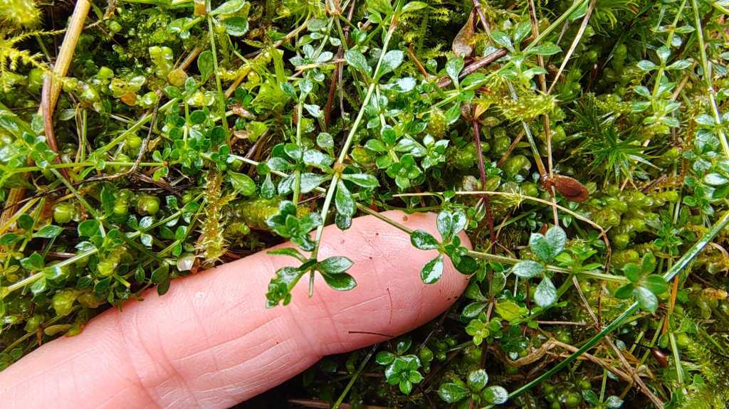 Galium saxatile | Harzer Labkraut Galium saxatile | Harzer Labkraut