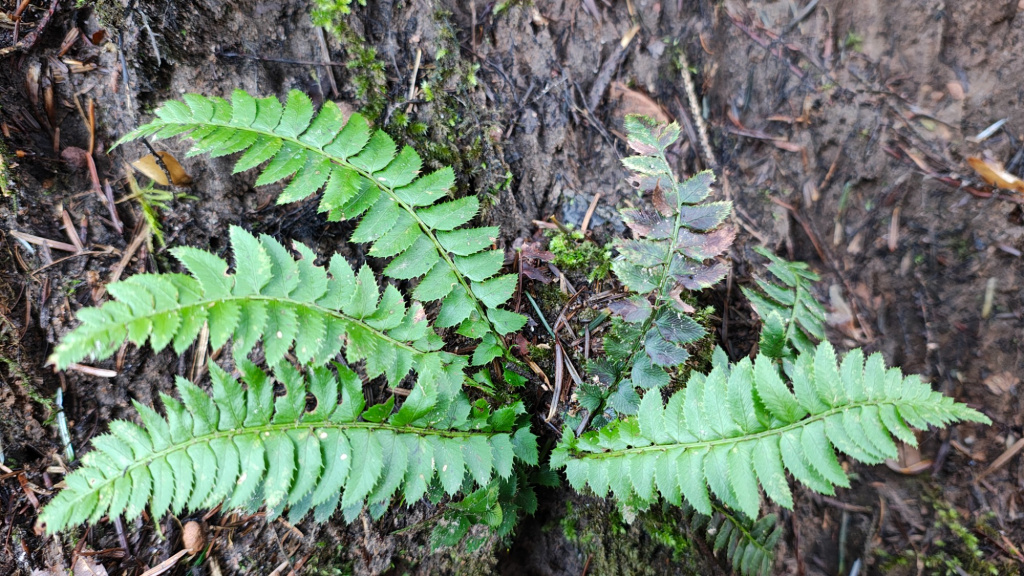Polystichum lonchitis | Lanzen-Schildfarn Polystichum lonchitis | Lanzen-Schildfarn
