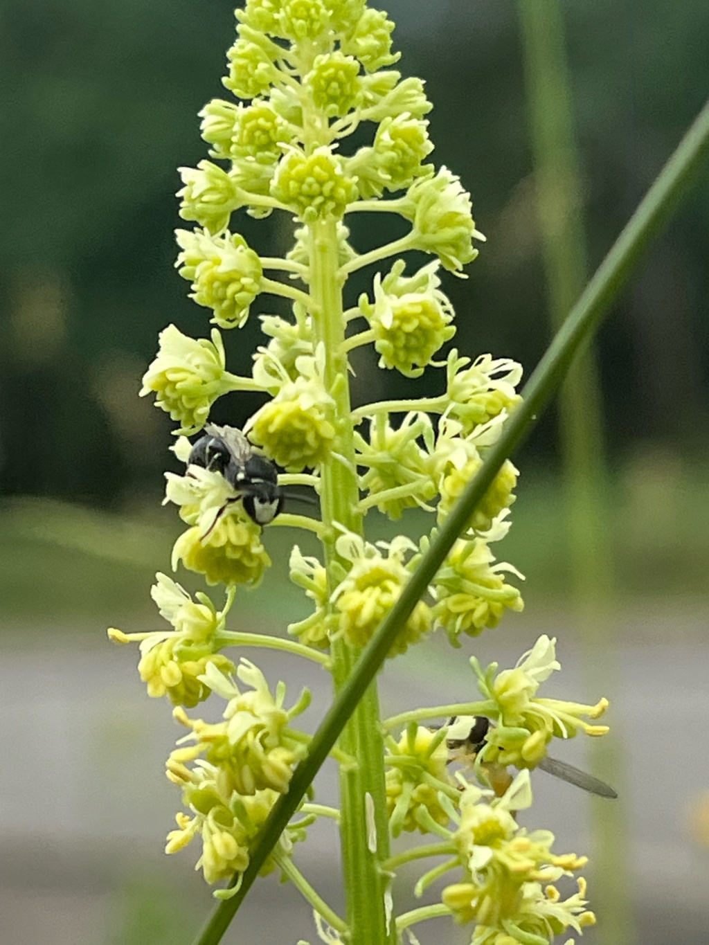 Hylaeus signatus | Reseden-Maskenbiene Hylaeus signatus | Reseden-Maskenbiene