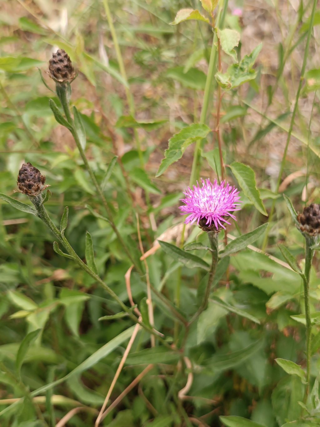 Centaurea jacea agg. | Wiesen-Flockenblume (Artengruppe) Centaurea jacea agg. | Wiesen-Flockenblume (Artengruppe)