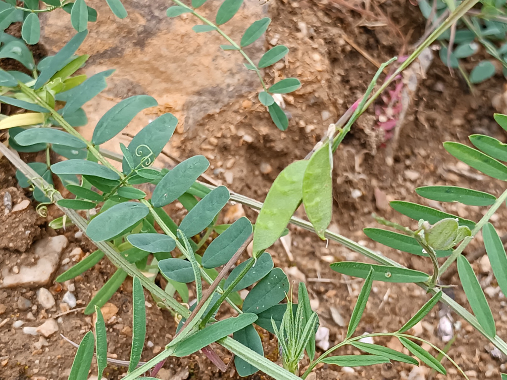 Vicia glabrescens | Bunte Wicke Vicia glabrescens | Bunte Wicke
