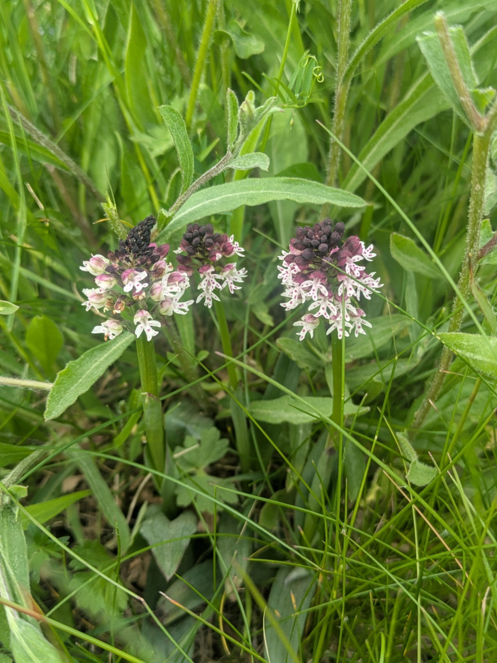 Orchis ustulata | Brand-Knabenkraut Orchis ustulata | Brand-Knabenkraut