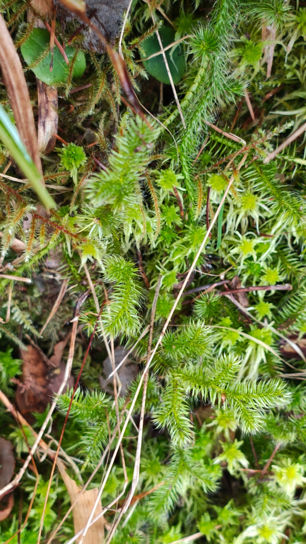 Lycopodium clavatum subsp. clavatum | Keulen-Bärlapp Lycopodium clavatum subsp. clavatum | Keulen-Bärlapp