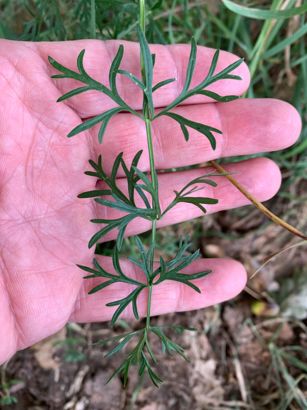 Silaum silaus | Wiesen-Silau Silaum silaus | Wiesen-Silau