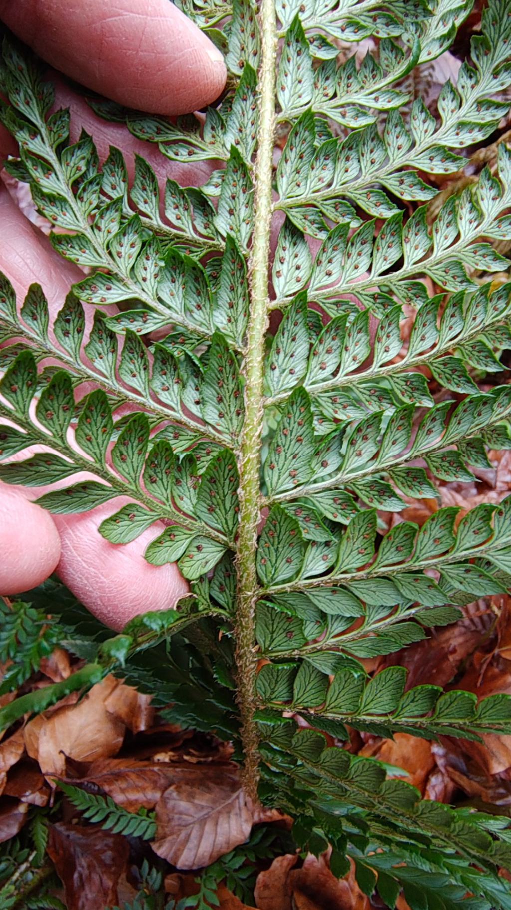 Polystichum aculeatum | Dorniger Schildfarn Polystichum aculeatum | Dorniger Schildfarn
