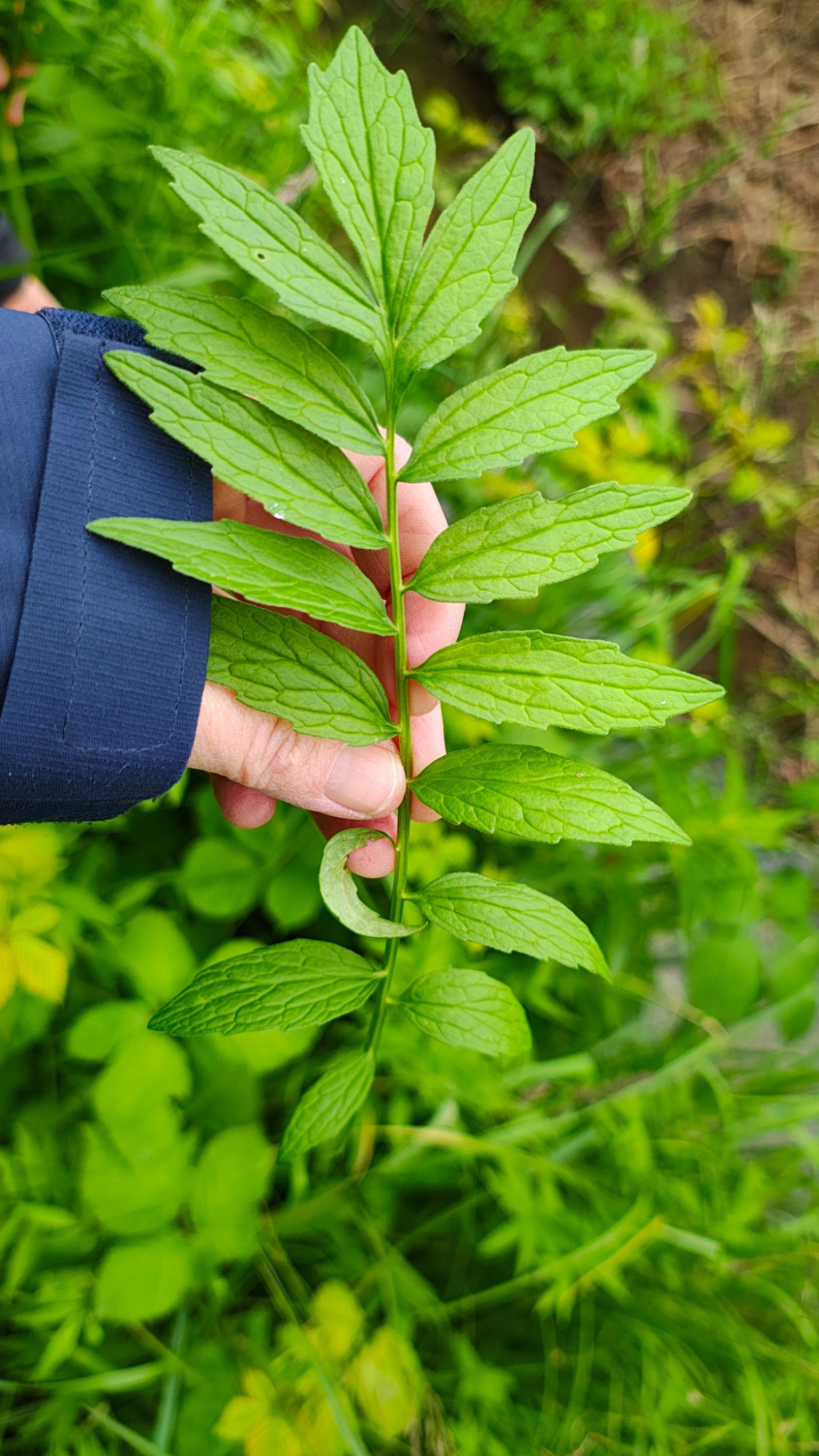 Valeriana excelsa subsp. excelsa Valeriana excelsa subsp. excelsa
