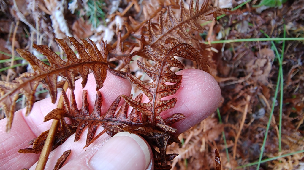 Thelypteris limbosperma | Berg-Lappenfarn Thelypteris limbosperma | Berg-Lappenfarn