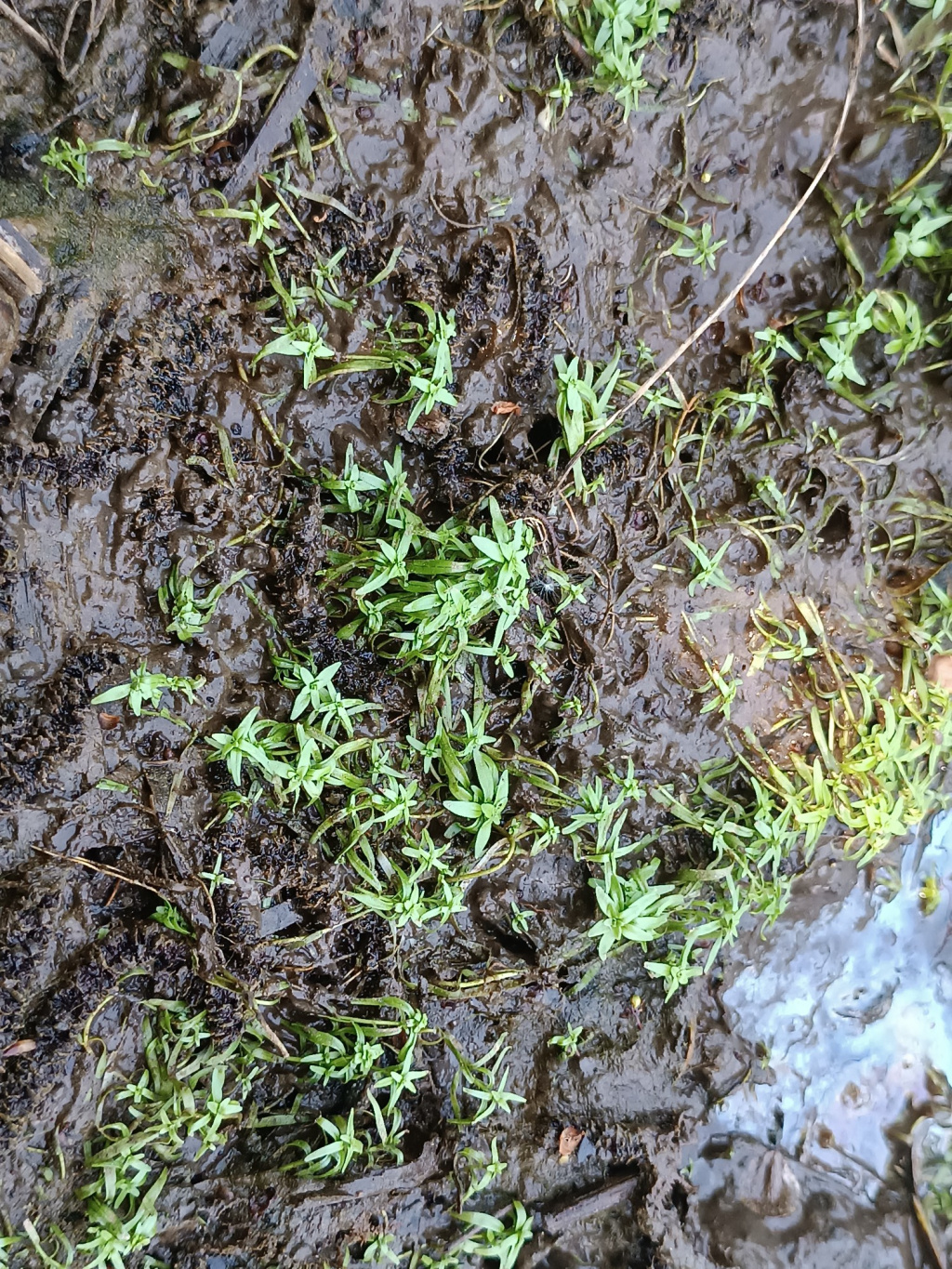 Callitriche palustris agg. | Sumpf-Wasserstern (Artengruppe) Callitriche palustris agg. | Sumpf-Wasserstern (Artengruppe)