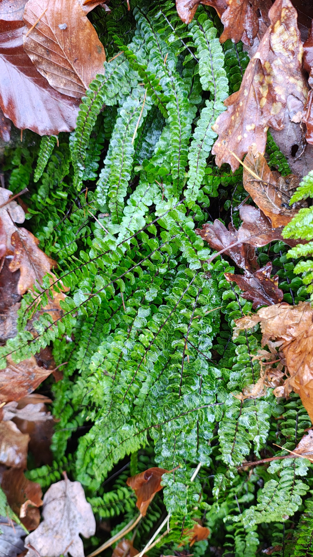 Asplenium trichomanes | Braunstieliger Streifenfarn Asplenium trichomanes | Braunstieliger Streifenfarn