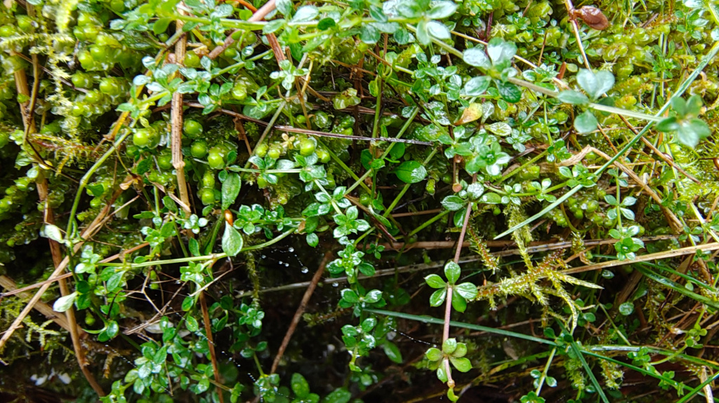 Galium saxatile | Harzer Labkraut Galium saxatile | Harzer Labkraut