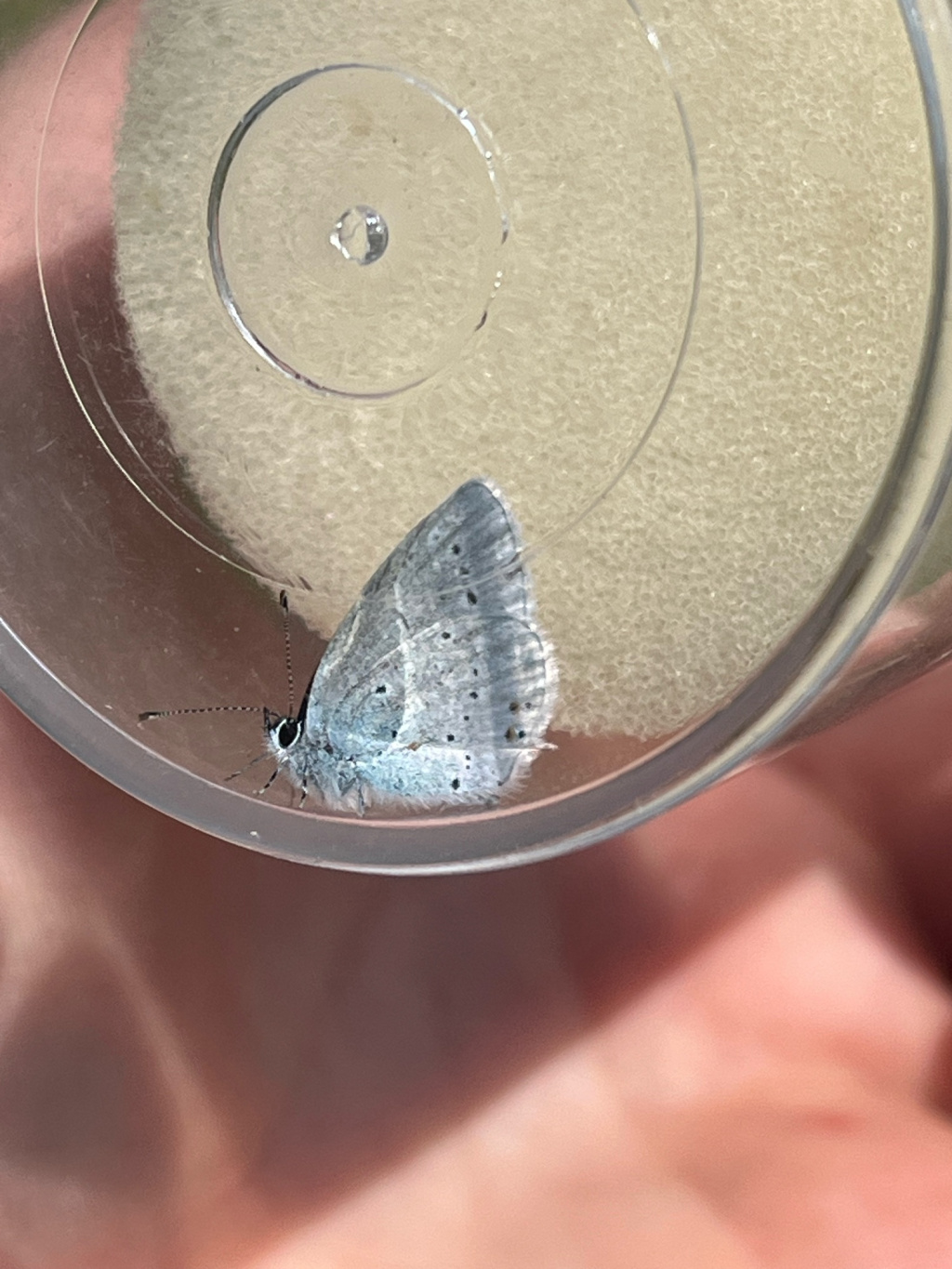 Celastrina argiolus | Garten-Bläuling Celastrina argiolus | Garten-Bläuling