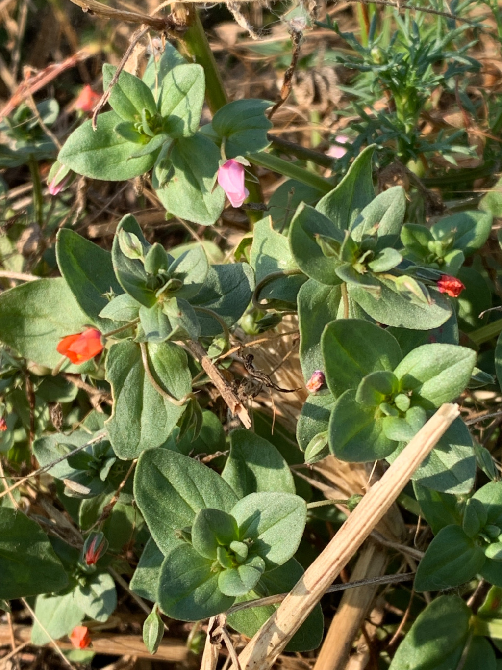 Anagallis arvensis subsp. arvensis | Acker-Gauchheil Anagallis arvensis subsp. arvensis | Acker-Gauchheil