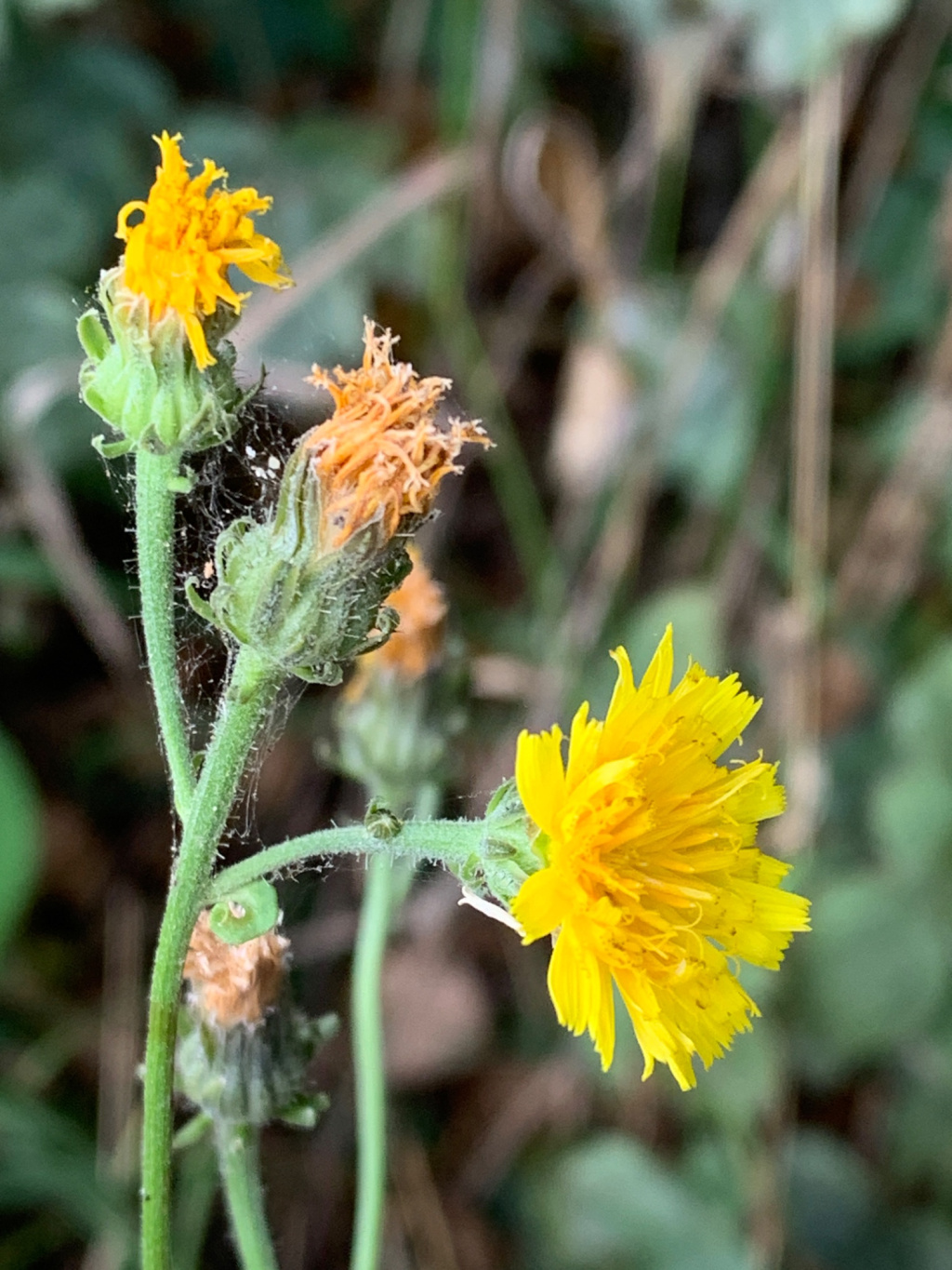 Picris hieracioides subsp. hieracioides Picris hieracioides subsp. hieracioides