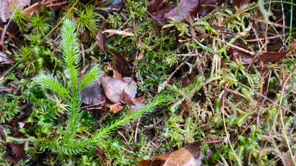 Lycopodium clavatum subsp. clavatum | Keulen-Bärlapp Lycopodium clavatum subsp. clavatum | Keulen-Bärlapp