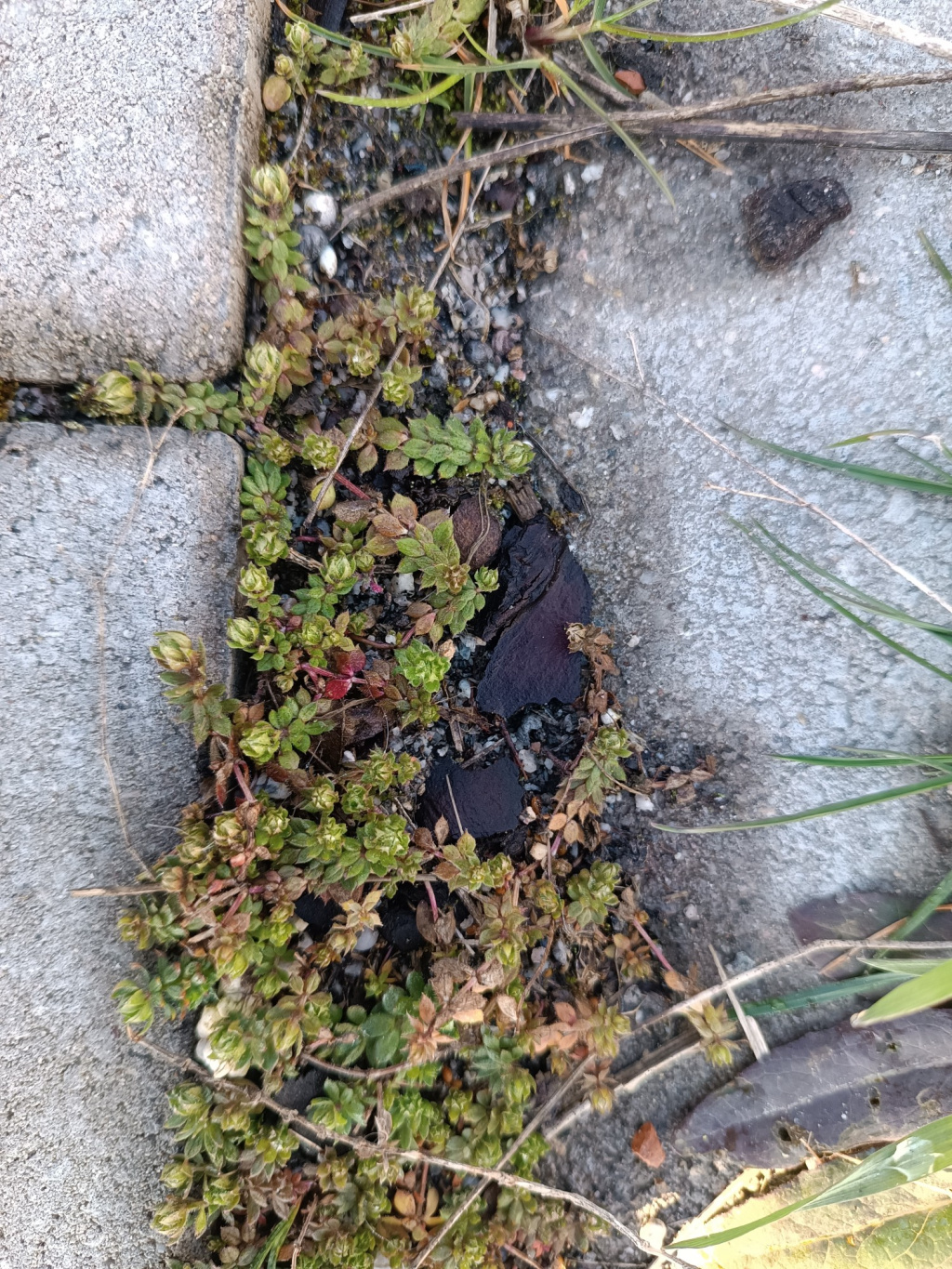 Sherardia arvensis | Ackerröte Sherardia arvensis | Ackerröte