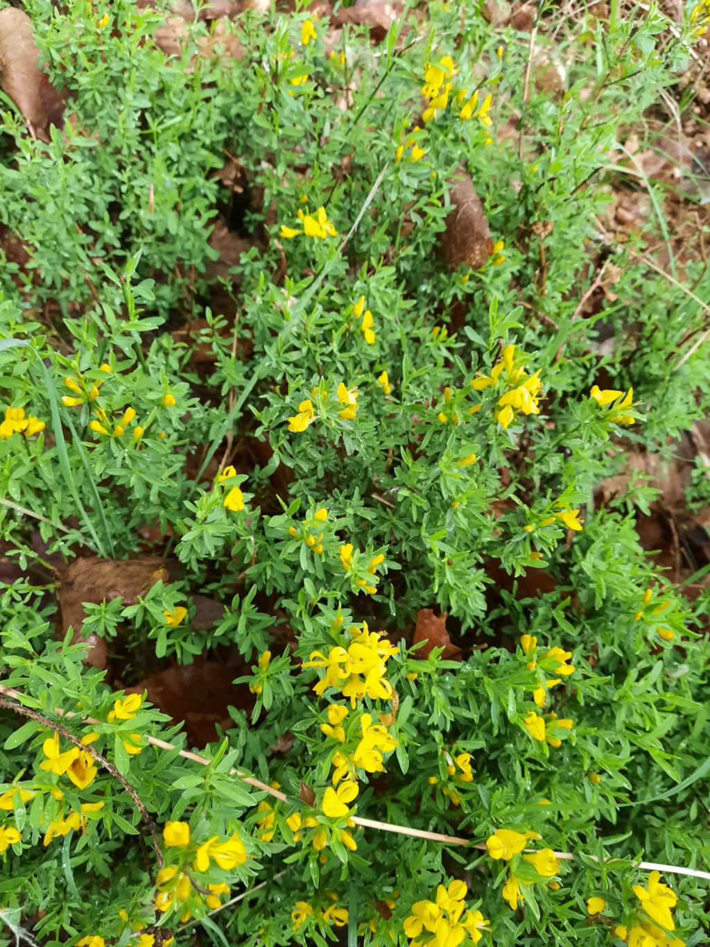 Genista pilosa | Haar-Ginster Genista pilosa | Haar-Ginster