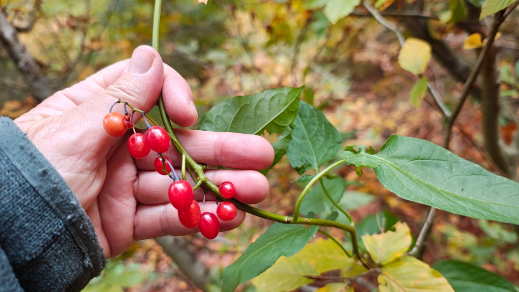 Solanum dulcamara | Bittersüßer Nachtschatten Solanum dulcamara | Bittersüßer Nachtschatten