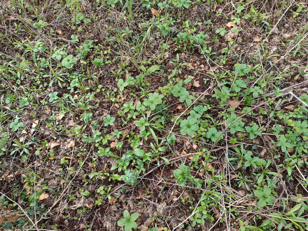 Paris quadrifolia | Vierblättrige Einbeere Paris quadrifolia | Vierblättrige Einbeere