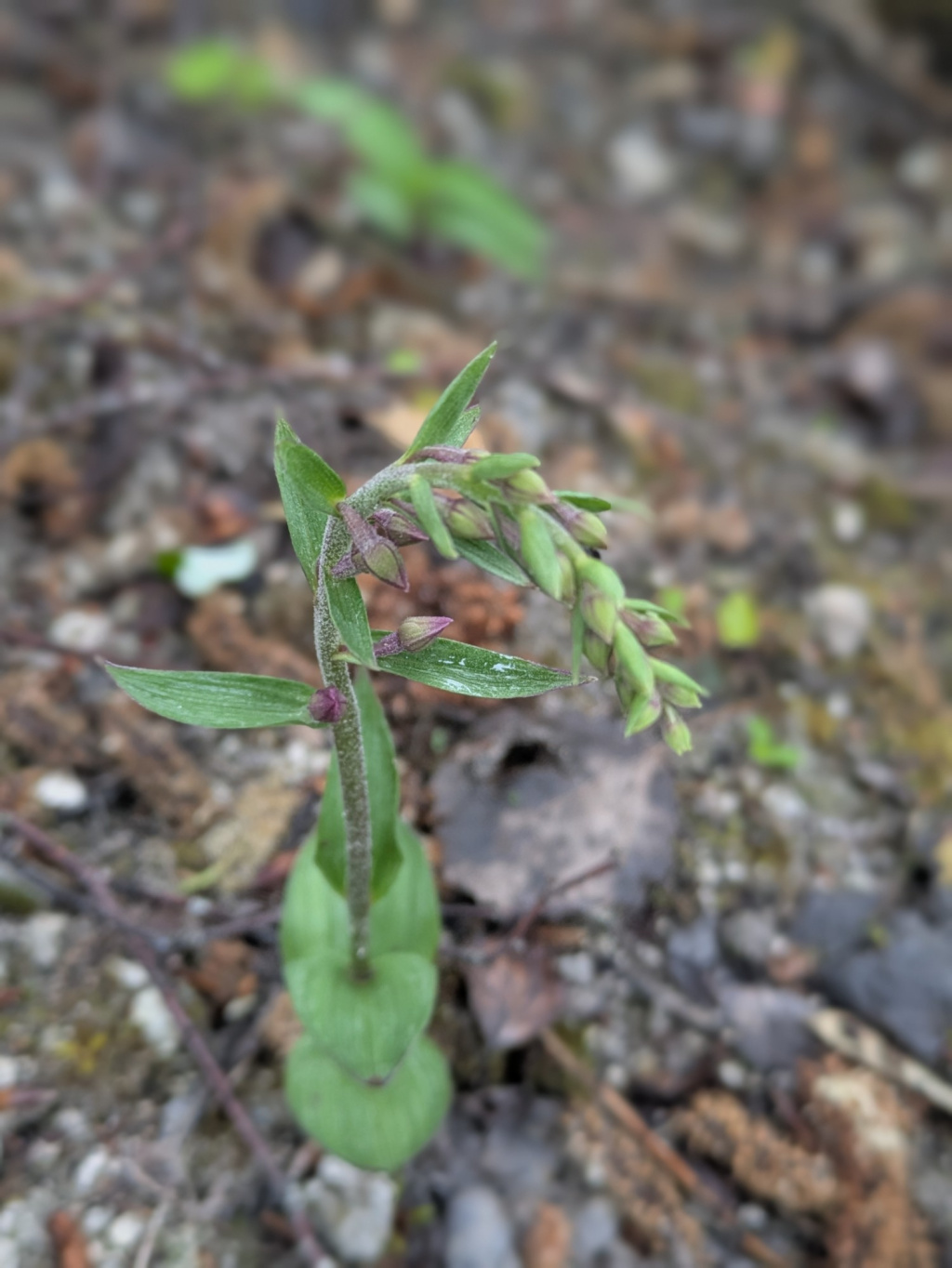 Epipactis atrorubens | Braunrote Ständelwurz Epipactis atrorubens | Braunrote Ständelwurz
