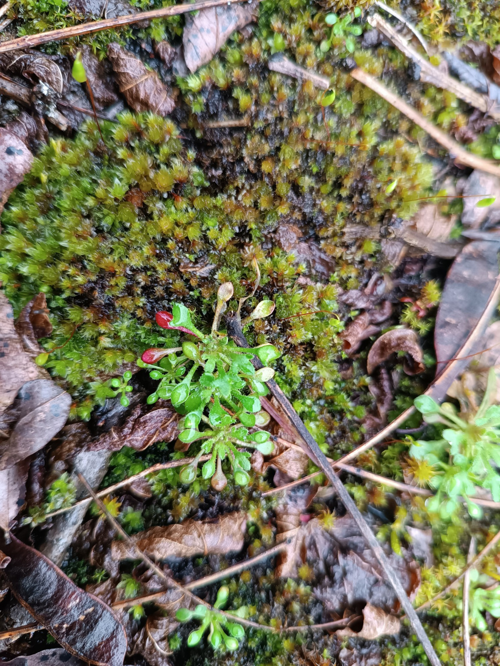 Saxifraga tridactylites subsp. tridactylites | Finger-Steinbrech Saxifraga tridactylites subsp. tridactylites | Finger-Steinbrech