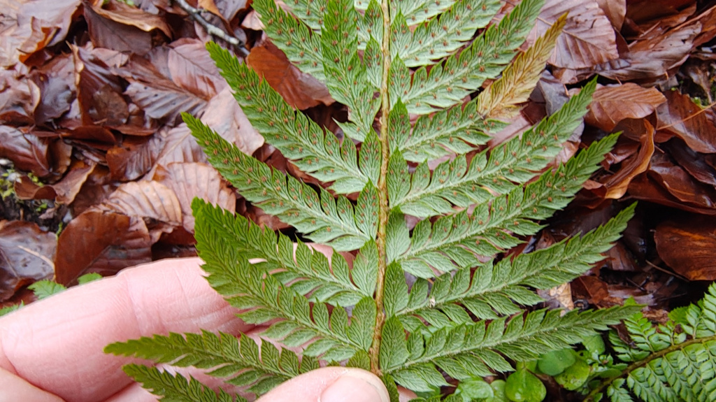 Polystichum aculeatum | Dorniger Schildfarn Polystichum aculeatum | Dorniger Schildfarn