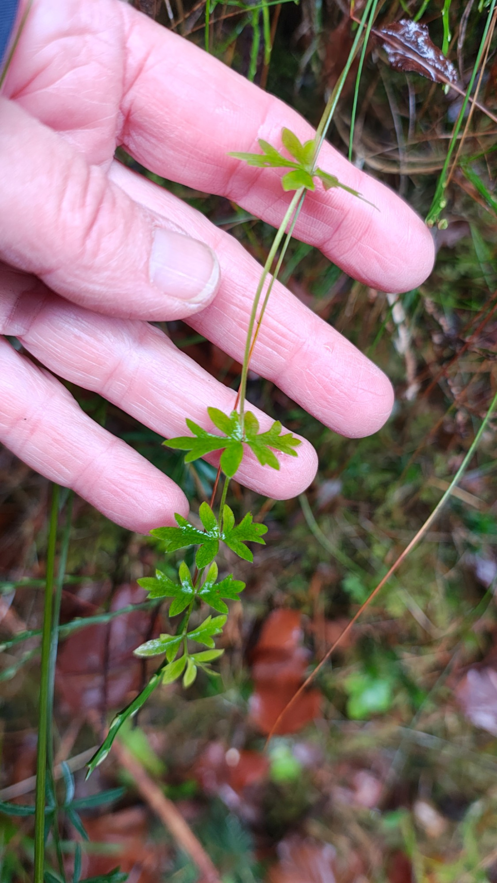 Pimpinella saxifraga Pimpinella saxifraga