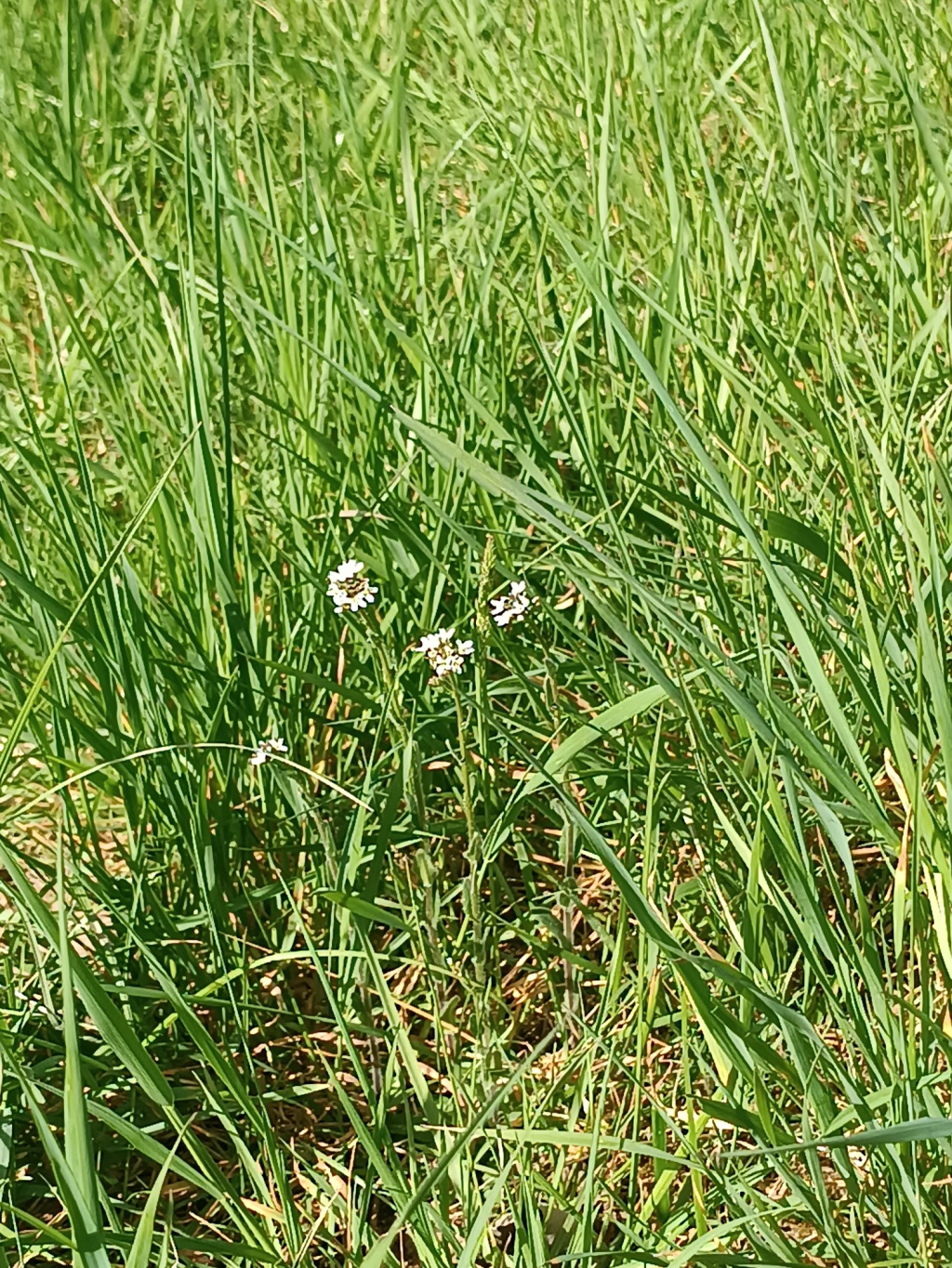 Arabis nemorensis | Gerard-Gänsekresse Arabis nemorensis | Gerard-Gänsekresse