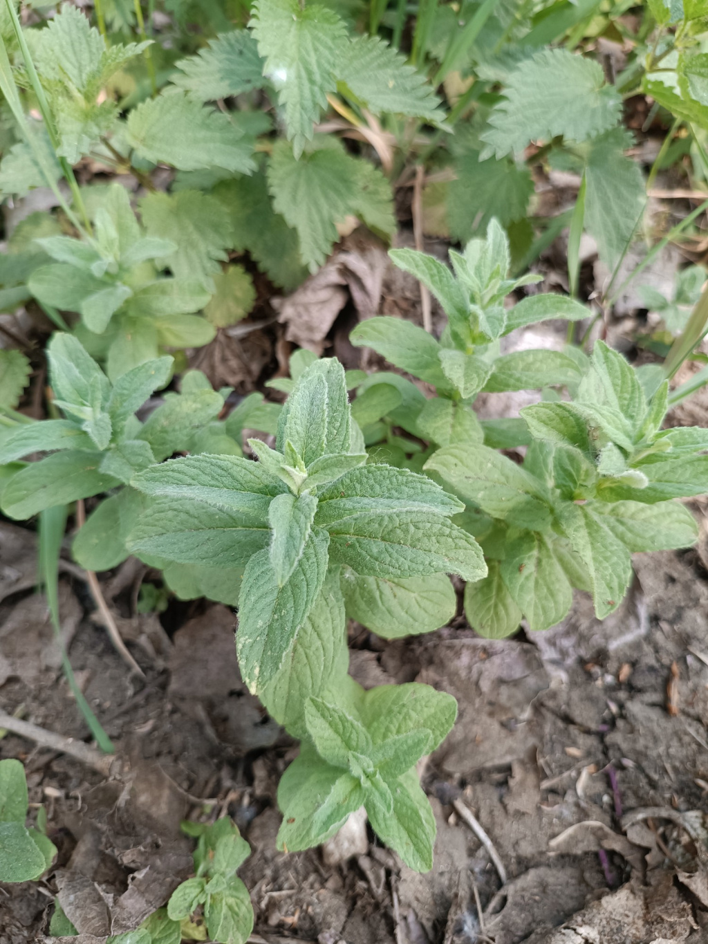 Mentha longifolia subsp. longifolia Mentha longifolia subsp. longifolia