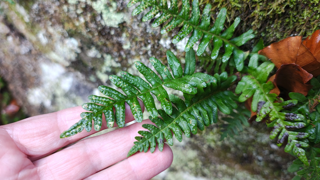 Polypodium vulgare agg. | Gewöhnlicher Tüpfelfarn (Artengruppe) Polypodium vulgare agg. | Gewöhnlicher Tüpfelfarn (Artengruppe)