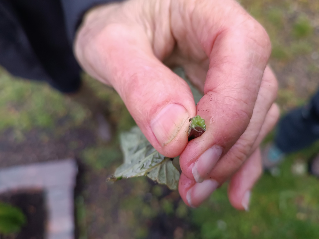 Arctium minus subsp. minus Arctium minus subsp. minus