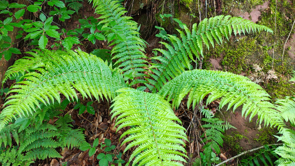Dryopteris borreri | Borrer-Schuppen-Wurmfarn Dryopteris borreri | Borrer-Schuppen-Wurmfarn