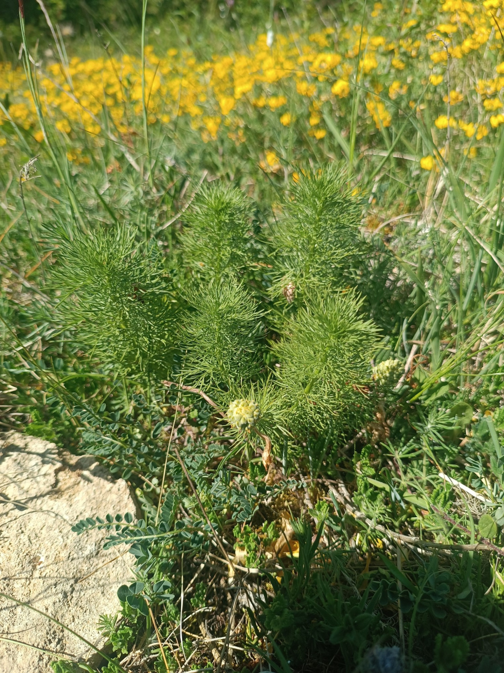 Adonis vernalis | Frühlings-Adonisröschen Adonis vernalis | Frühlings-Adonisröschen