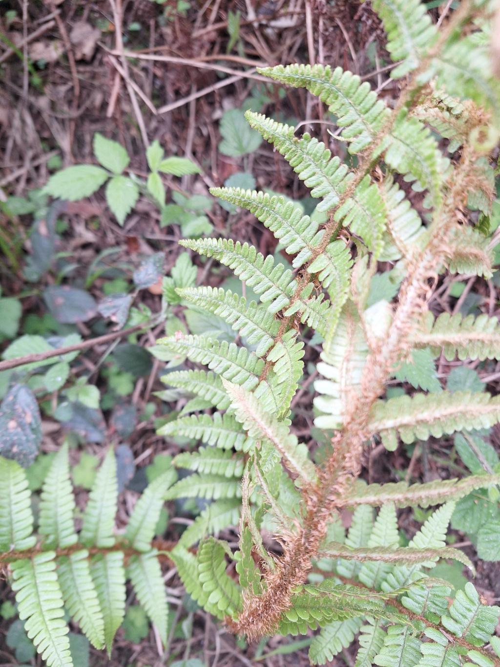 Dryopteris affinis s. l. Dryopteris affinis s. l.