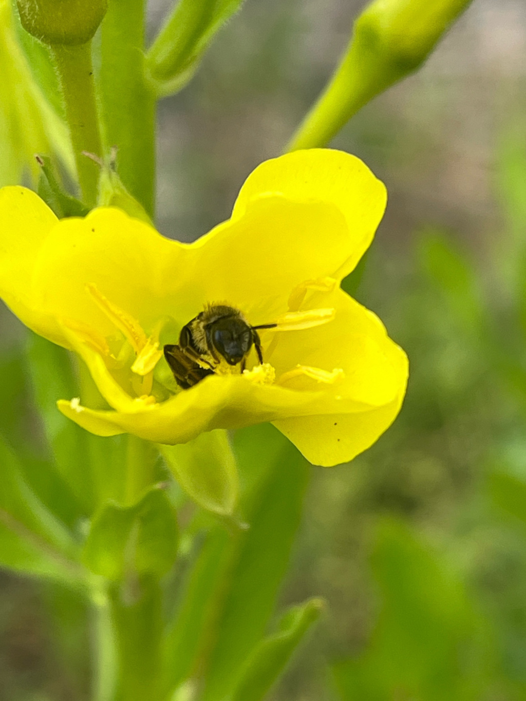 Halictus simplex | Gewöhnliche Furchenbiene Halictus simplex | Gewöhnliche Furchenbiene