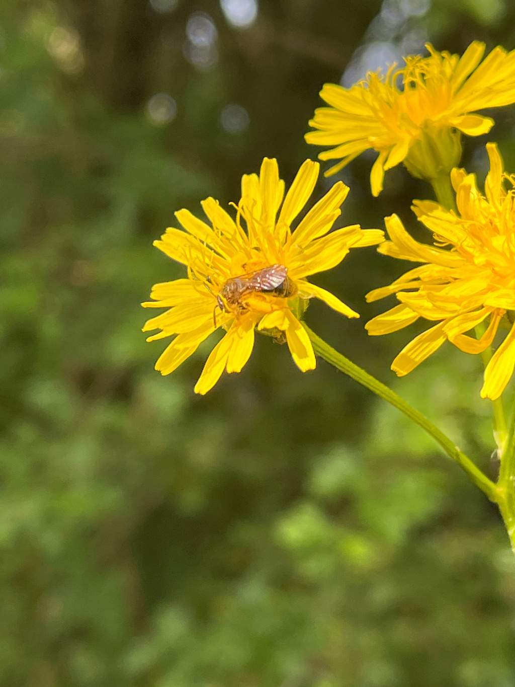 Andrena humilis | Gewöhnliche Dörnchensandbiene Andrena humilis | Gewöhnliche Dörnchensandbiene