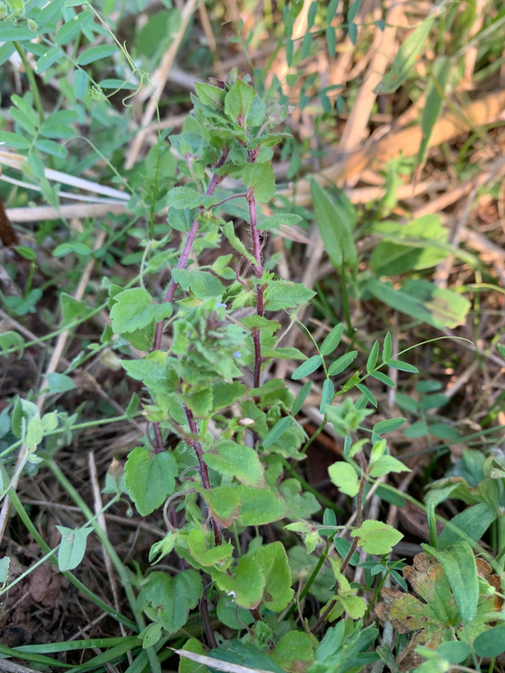 Veronica arvensis | Feld-Ehrenpreis Veronica arvensis | Feld-Ehrenpreis