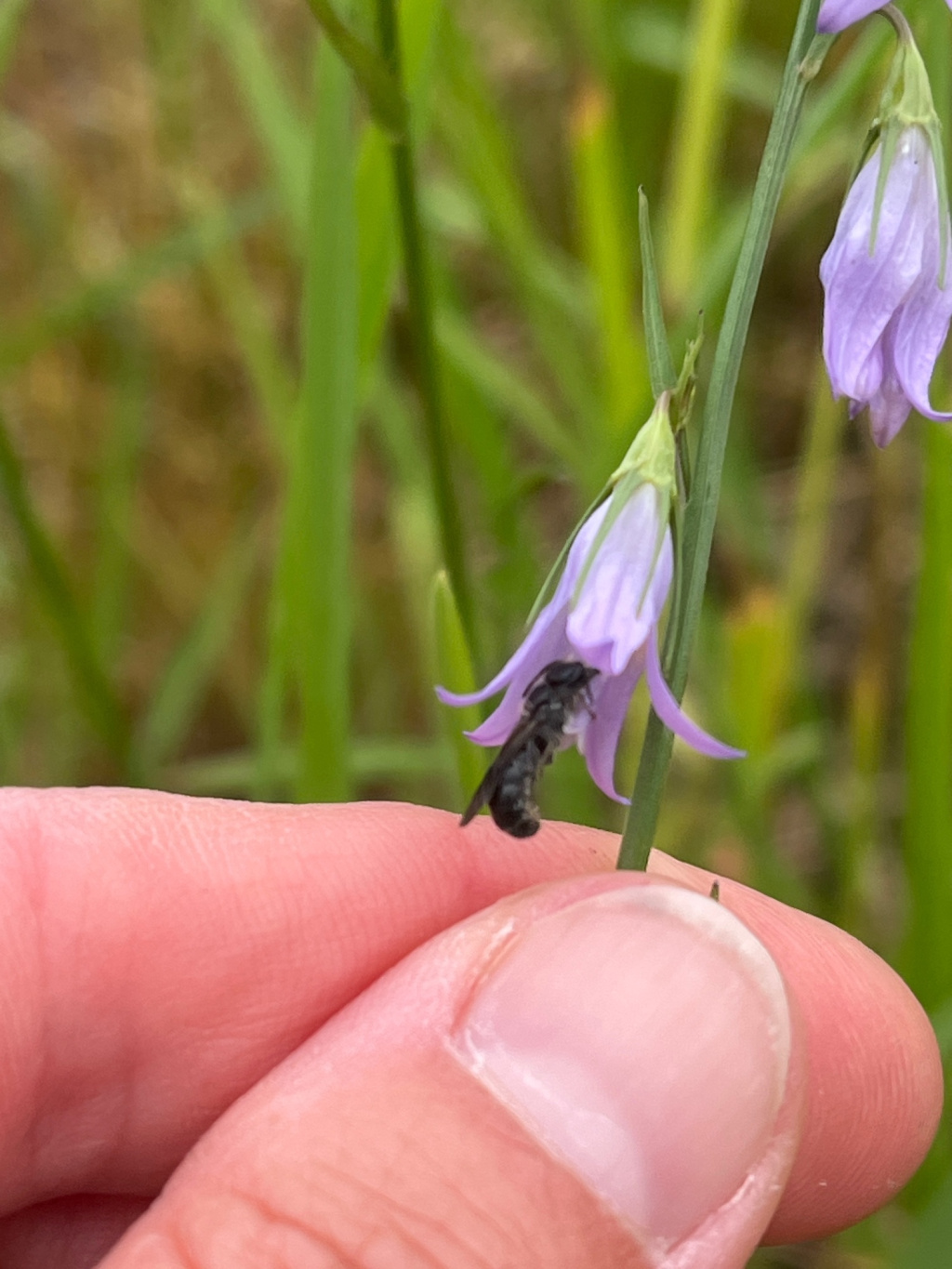 Chelostoma rapunculi | Glockenblumen-Scherenbiene Chelostoma rapunculi | Glockenblumen-Scherenbiene